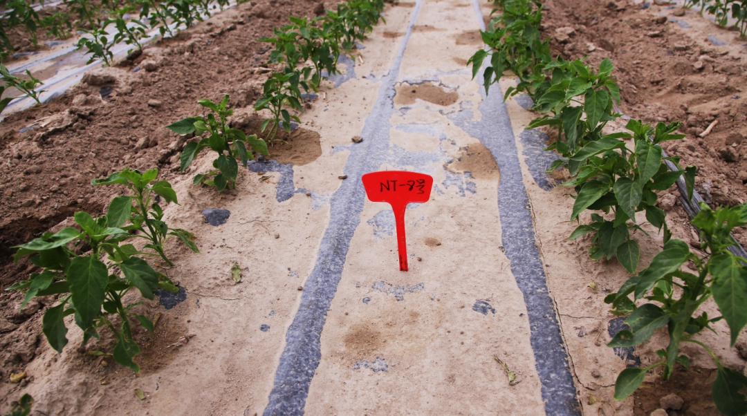 農業科技示范基地 和碩縣鄉村振興的新引擎